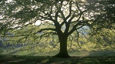 Greenwich Park