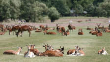 Deer in Summer - © Giles Barnard