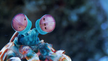 Autumn at London's South Kensington Museums - Mantis shrimp (c) Atlantic Productions Autumn at London's South Kensington Museums - Mantis shrimp (c) Atlantic Productions
